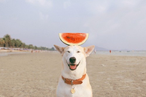 animal-factbook:  This dog is one of the world’s most well-known supermodels. This lucky canine travels across the globe, wearing the latest fashions and getting its picture taken along the way. Photos end up in Vogue, Elle, and several other high profile