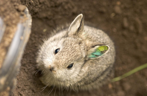 plantmandotexeretired:  the-enchanted-mermaid:  Meet the World’s Smallest Rabbit. Columbia Basin Pygmy Rabbits are the world’s smallest and among the rarest.    Oh wow o3o