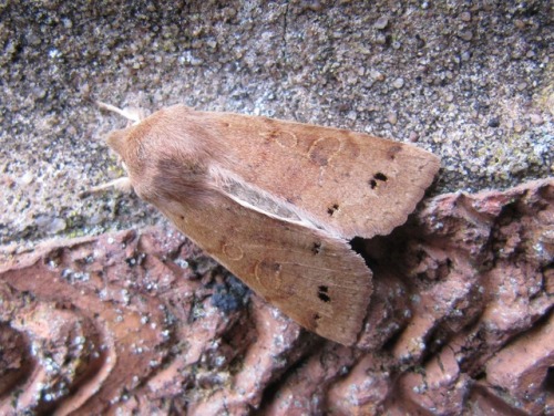 Garden Moth Scheme March 9th + 11th in Warwick
These moths are pristine apart from the Angle Shades which has damaged wings. Maybe this was due to it being interrupted as it emerged. It was able to fly properly so probably got eaten!
I am doing the...