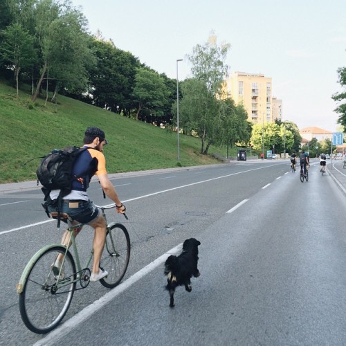 saifoncanicular:My old dog used to run along side my bike ☺