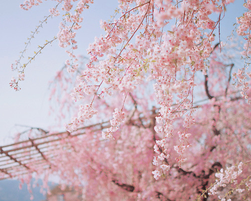 sugar-cafe:半木の道 ／ Nakaragi no Michi - Cherry Blossoms by Active-U on Flickr.