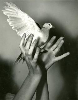 au-meme-endroit:  Dove, 1940, Pierre Jahan @4a0000 