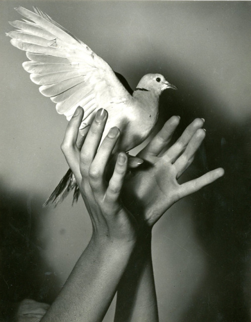 au-meme-endroit: Dove, 1940, Pierre Jahan @4a0000