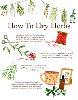 my-witchy-journal: madisonsaferillustration: A how to for drying herbs. There are tons of methods, as everything in herbalism. This one works well for me! 