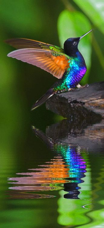 animals:  ☯ Tumblr Animals