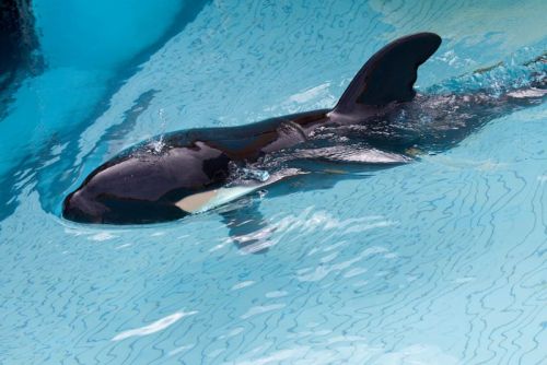 Gender: MalePod: N/APlace of Capture: Born at Loro Parque, SpainDate of Capture: Born October 13, 20