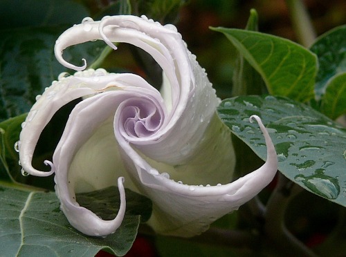 triptical:Datura