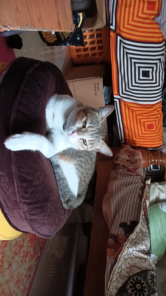 Behold, Mine Itty Bitty Bebes. The Flooff Ball Treating A Canon Printer As A Bed Is Coco And The Cushion
