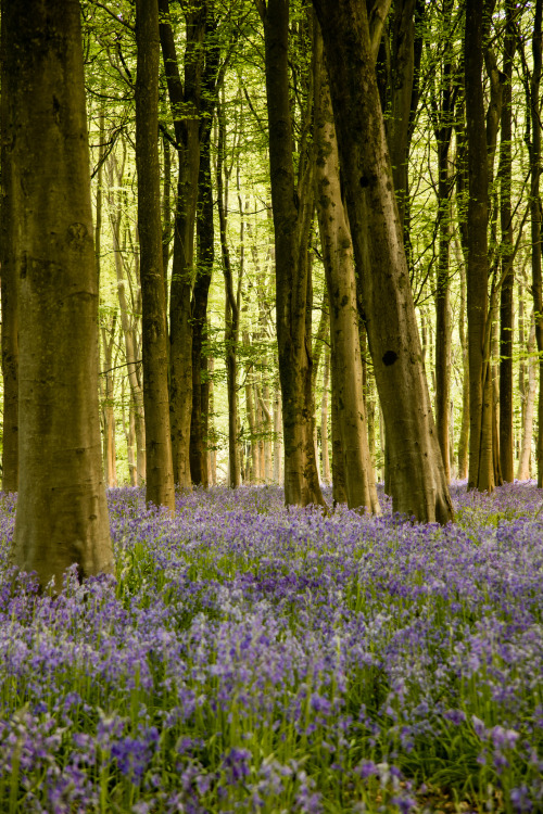 breathtakingdestinations:West Woods - England (by Graham Duerden) 