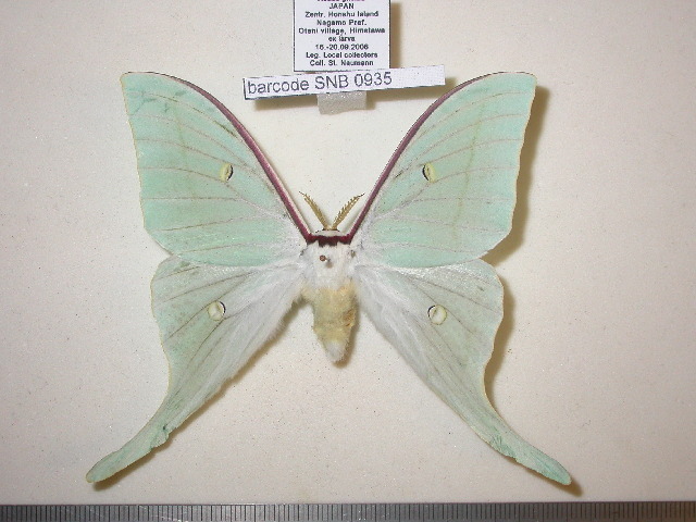 rubicunda:Numerous specimen and forms of Actias gnoma from the research collections of Stefan Naumann, Eric van Schayck, Rodolphe Rougerie, and Steve Kohll. Many of the forms depicted here look like their relatives Actias sinensis, Actias luna, and Actias