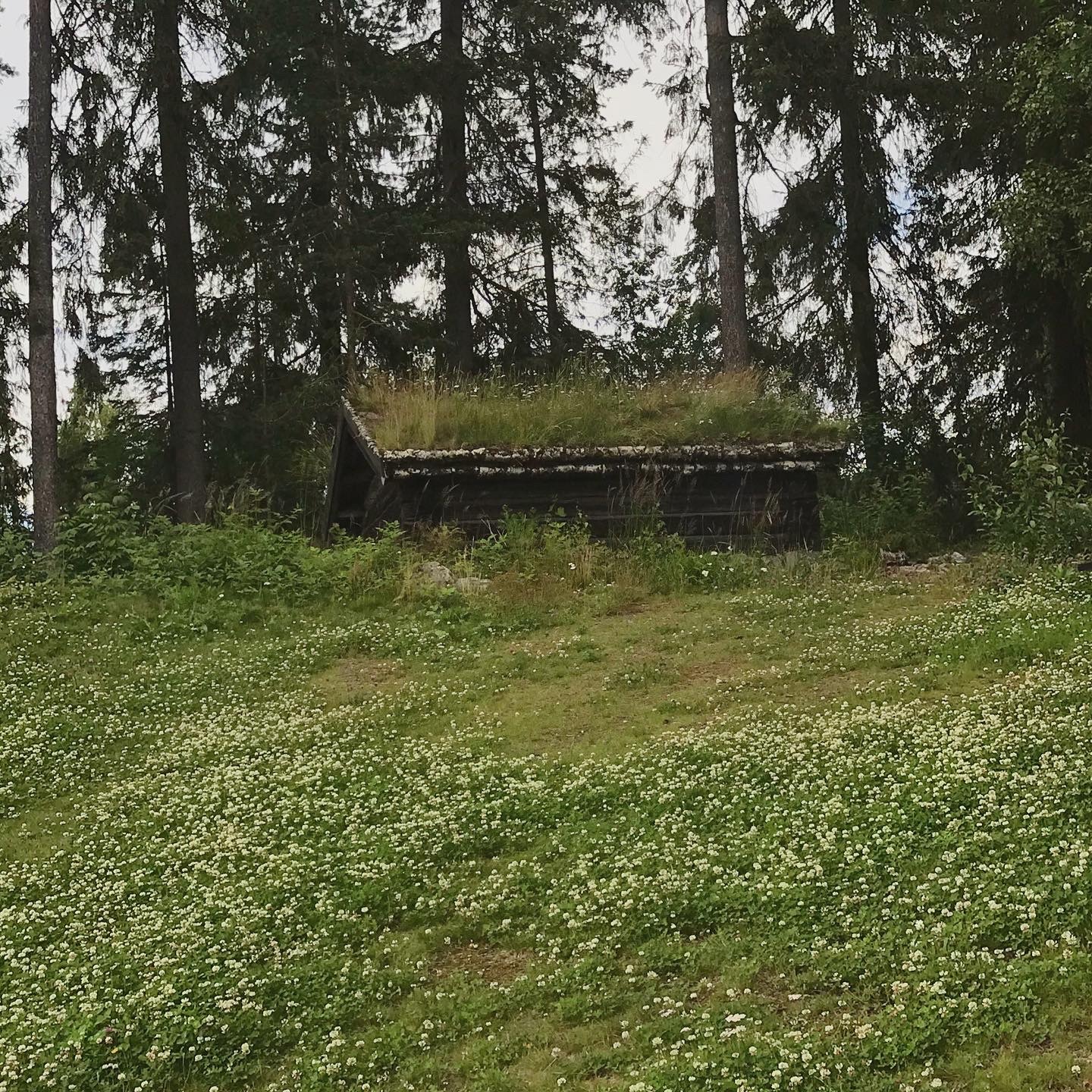 malnedott:some of the old houses on maihaugen 🌱