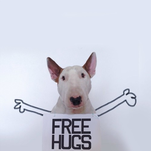 Bull terrier, always the original favorite. 