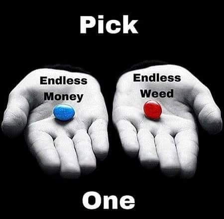 thisisthestonerparadis:Blue pill or red pill? Red