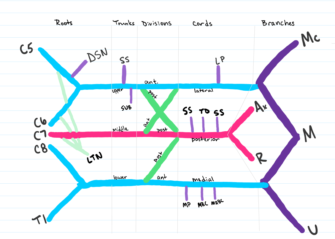 Medschoolmanic Presents: Brachial Plexus Made Easy!