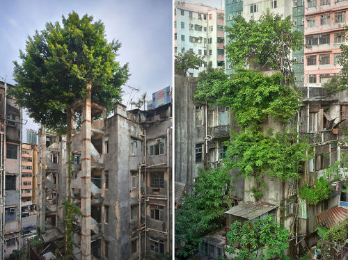 bluelightenterprises: amby-chan: The Old Piano Tree, California Trees Winning Against Concrete In Ho