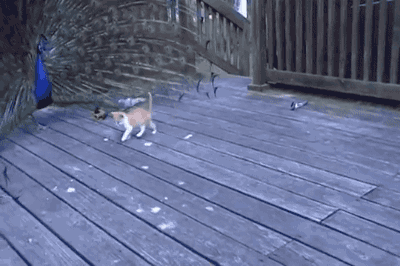 tastefullyoffensive:The ultimate cat toy. [video]
