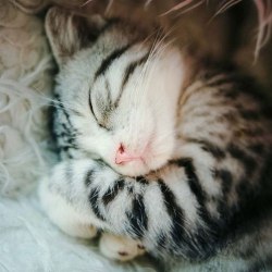 hkangela:  when cat sleeps, they have the