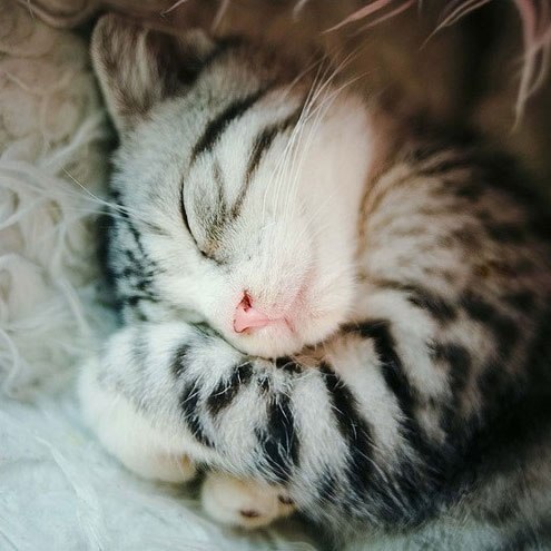 Sex hkangela:  when cat sleeps, they have the pictures