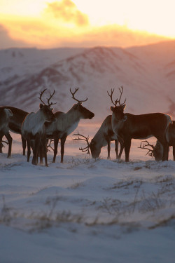 ewigwinter:  Caribou by Wolfhorn on Flickr.