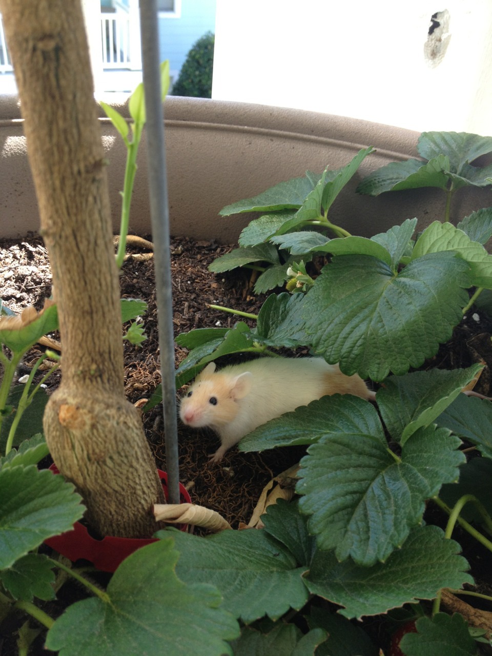 effyeahpetrats:  andmaybeasoda:  Luna’s first garden playtime! Put her in the big