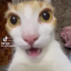 hannelovesanimals