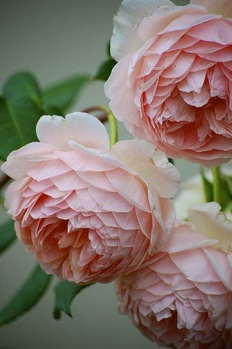 flowersgardenlove:
“ Old English rose- th Beautiful gorgeous pretty flowers
”