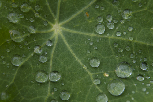 pragmaculture:rain droplets on nasturtium leaf 