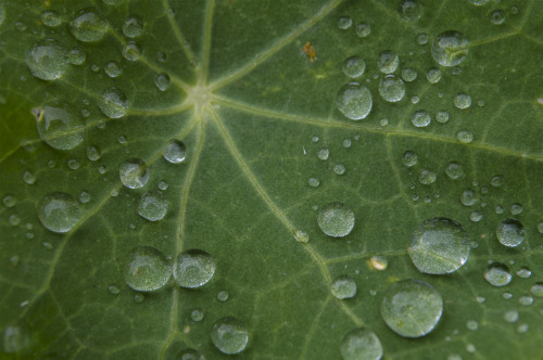 pragmaculture:  rain droplets on nasturtium leaf