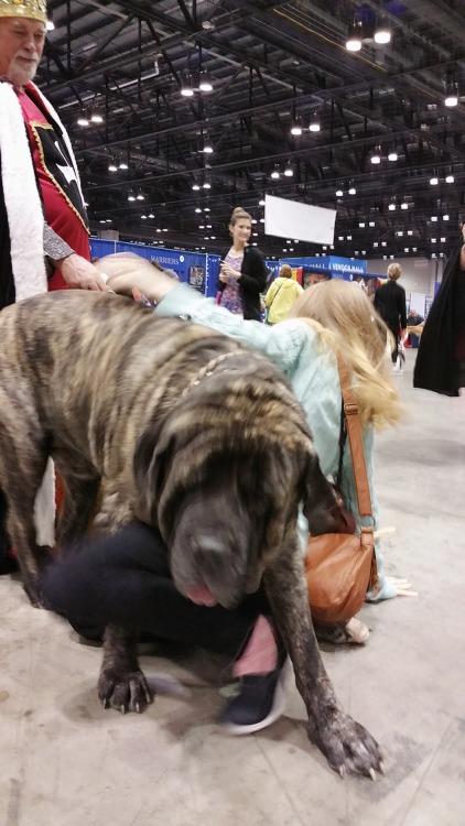 healthcoregoth:  dogjpeg: me getting knocked over by the biggest dog I’ve ever met while The King  of Dogs does nothing *The king of dogs lets out a hearty chuckle* You foolish knave. Thinking you can touch my dogs without consequence. 