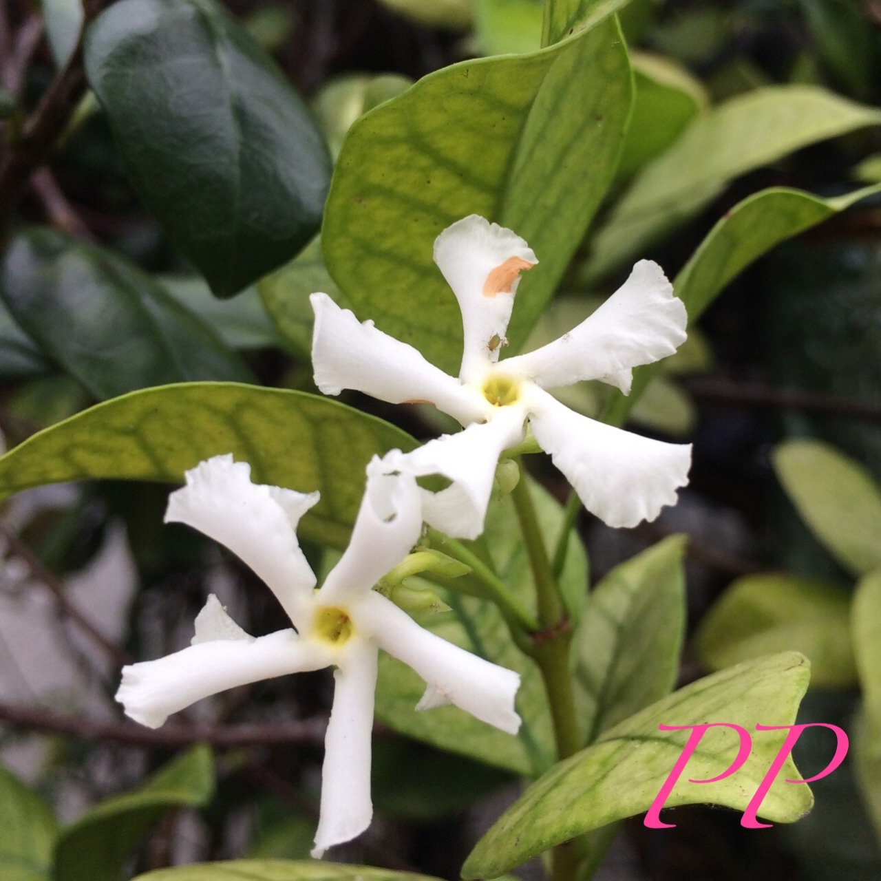 pinayprincessbeauty:  Still have some Jasmine blooms around my Orchid garden.  Wish