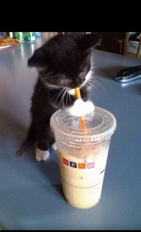 cute-overload:  But I’m thirsty.http://cute-overload.tumblr.com porn pictures