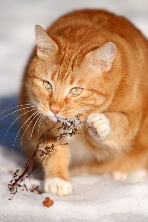 queensimia:tanathe:Winter cuteness by *BlastOButterat first I thought it was going to be an artful s