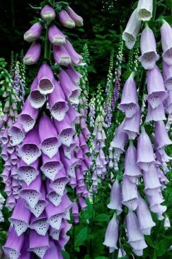 ironperennial:  Purple Foxglove