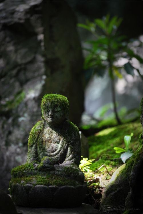 earthanthem:(via Pinterest) Green Hair, at Renge-ji - 蓮華寺 by Stuart Gibson, Kyoto, Japan