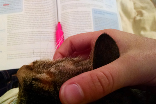 Hermy, my study buddy