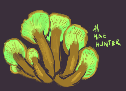 92: Omphalotus illumens aka jack-o-lantern mushroom(thanks @madtumbleson !)