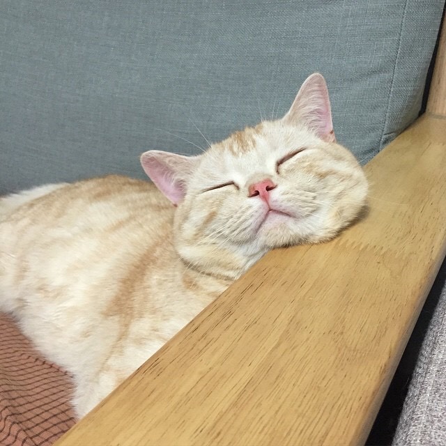1amgirl: dooboo_cat