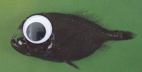 jtotheizzoe:  archiemcphee:  Deep Sea Fauna… with Googly Eyes is an awesome site right here on Tumblr that posts photos of amazing deep sea creatures that have been hilariously enhanced with googly eyes. Learn about the myriad mysterious creature of