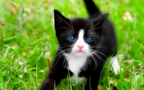 Black calico kittens