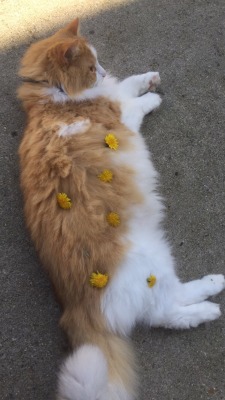 cherrry-babe:  i put flowers on my cat and