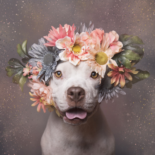 perrfectly: a photo campaign to show the beauty behind the pitbull to help raise adoption levels 