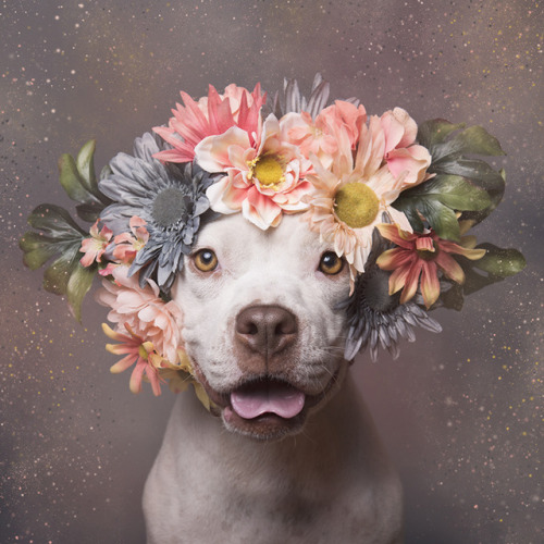 love:  Flower Power by Sophie Gamand, a photo campaign to show the softer side of pit bulls, and help them get adopted.