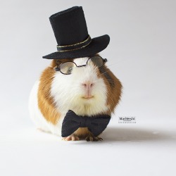 miepstheguineapig:Fancy Archie 🎩