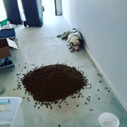 So ants got into @archie.the.superpup &rsquo;s food. An hour later the food is ant free and in a