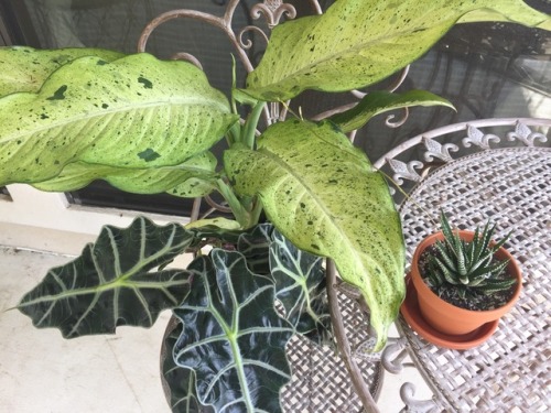 aviesgarden: New plants! •Dieffenbachia •Alocasia poly •Haworthia zebra