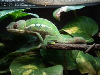 rocket8nine:  jumanji the chameleon