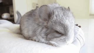 foxinu:  cute baby chinchilla sounds! - ft Totoro