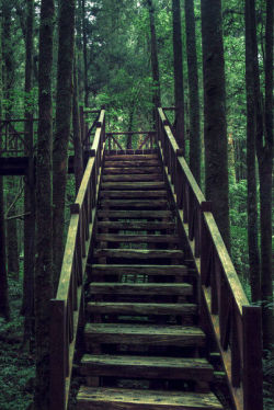 ethereo:  Ladder in the forest via 500px