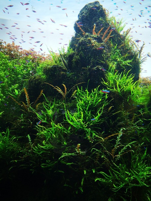 passive-aggressive-smiley-face:Neon Tetras, Sumida Aquarium, Tokyo