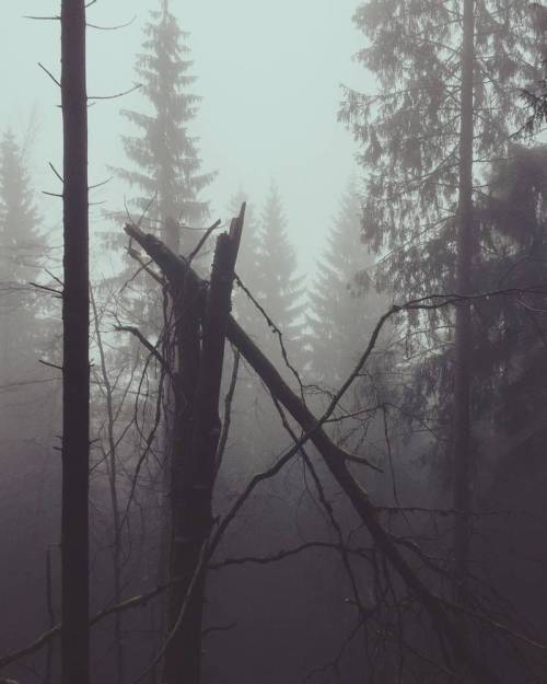 thenighteternal:Dark misty woods